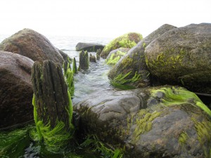 Henvendelsesårsager