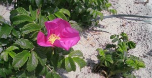 Metoder anvendt i psykoterapi