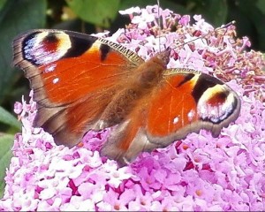 kommentarer fra klienter