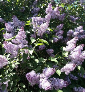 Tilbagemelding fra klienter